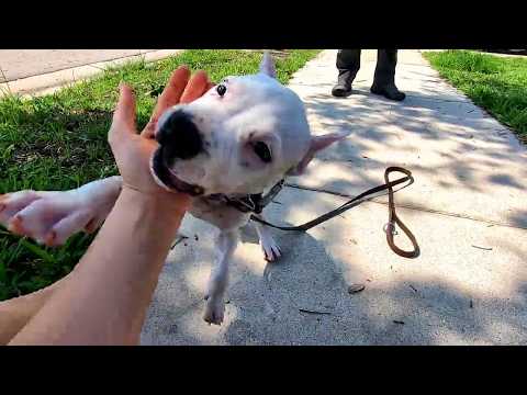 How To Teach Your Puppy to Stay Part 1 - Amstaff Puppy