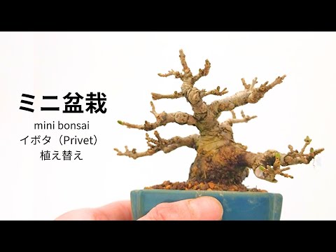 Ligustrum japonicum、イボタノキ