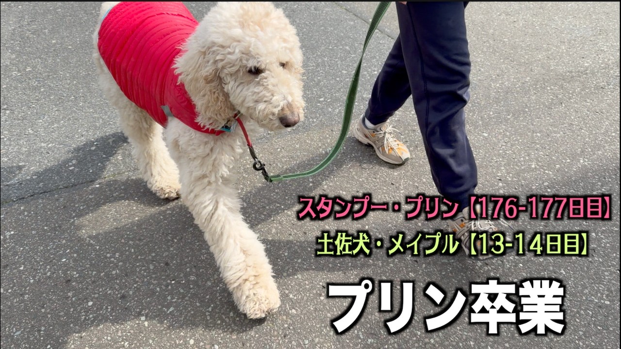 プリンをお届けに700kmの旅へ【プードル176 177日目・土佐犬13 14日目】