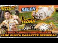 SELEN X TEONA 2 BOCIL HARIMAU MENGGEMASKAN YANG MEMILIKI SIFAT BERTOLAK BELAKANG