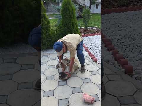 Пищевая агрессия.