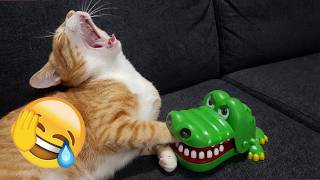 君が笑ったら君の負け 2026 🙀 可愛い猫とワニのおもちゃの大騒ぎ | 笑えるペット動画
