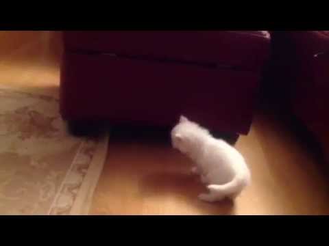 Casper's wonderland in Temple Mill Island - 141113