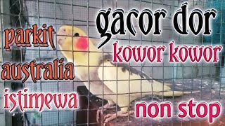 Download lagu Parkit Australia/falk GACOR non stop. gak punya rasa cape. mp3 Download lagu Parkit Australia/falk GACOR non stop. gak punya rasa cape. mp3