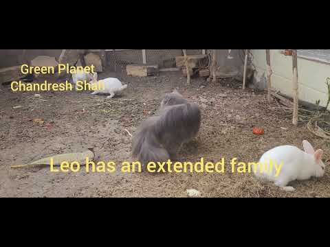 #Rabbits #Persian Cat #Harmony# Carnivore and Herbivore # Friendship