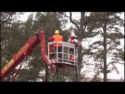 Gestartet: Baumfällung an der B 97 - ELSTERWELLE