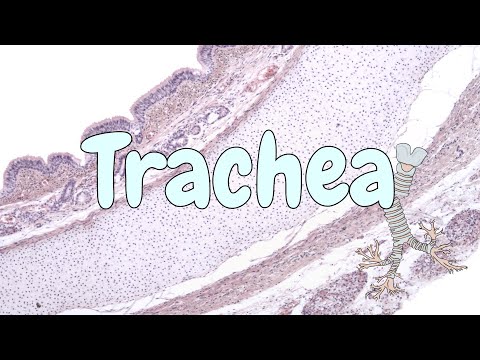 Trachea - respiratory system histology