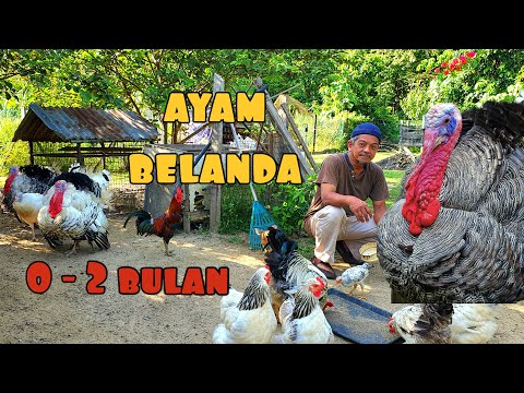 , title : '✅️ CARA PELIHARA AYAM BELANDA DARI MENETAS HINGGA USIA 2 BULAN'