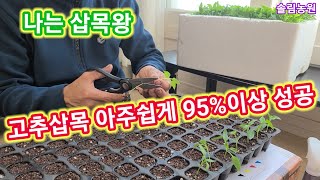 고추삽목왕 이렇게하세요 95%이상 성공~