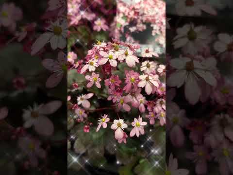plantes de jardin -bambou-pot-géranium-rose-tournesols