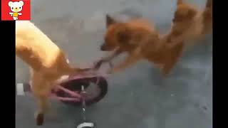 #Приколы с животными 2019 ● Смех до слез! ● Funny Animals Compilation ● Laughter to tears! 1