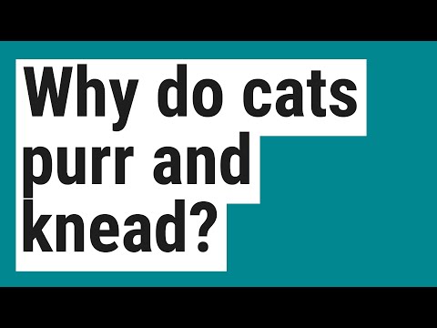 Why do cats purr and knead?