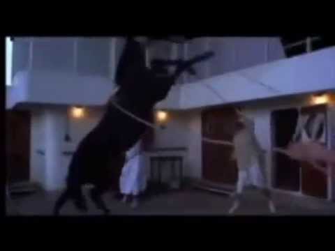 Wilde Pferde - Können nicht Gezähmt werden