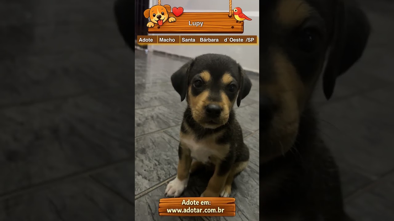 Cachorro raça Husky Siberiano idade 2 a 6 meses nome Lupy