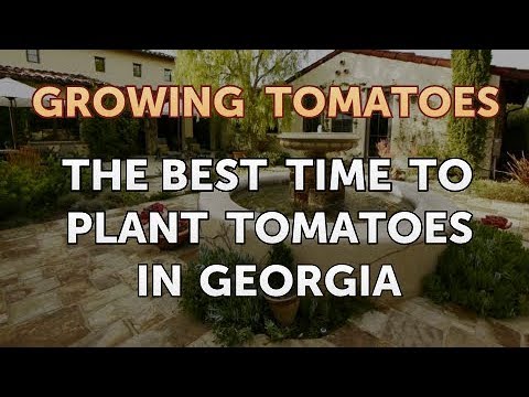 Is Vinegar Good for Tomato Plants