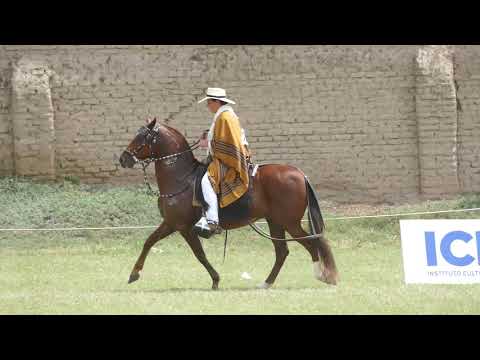 MSCRL - Legado - TE: Campeón de campeones capon