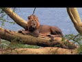 Safari dans la savane | Chaque jours est une aventure | Documentaire animalier