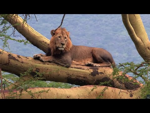 Chaque jours est une aventure dans la Savane