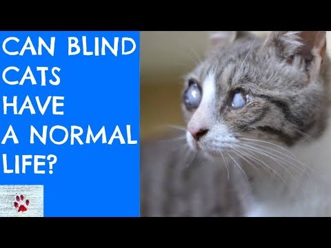 Can blind cats have a normal life?