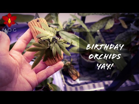 Birthday Orchid Haul 2021! - Well it's customary & I need a new Paphiopedilum collection! 😂