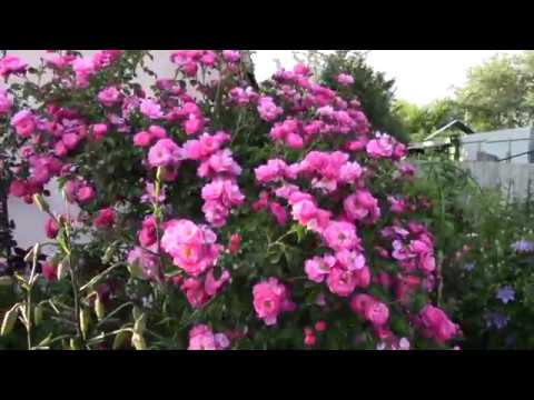 Роза Magic Meillandecor. Штамб. Цветение.