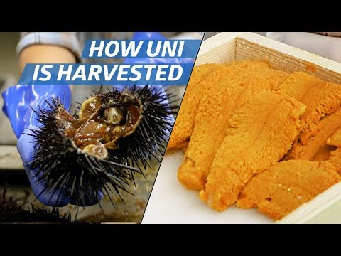 How Sea Urchin (Uni) Is Processed Commercially — How to Make It