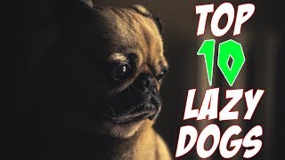 Top 10 Lazy Dog Breed
