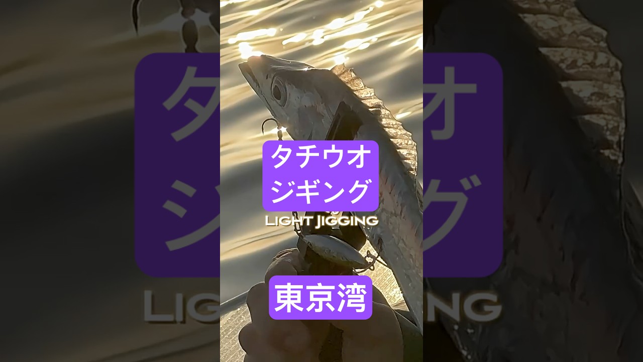 #東京湾 #タチウオジギング #ナツメTG 使ってみる💪たっくん博士🎓シリーズ