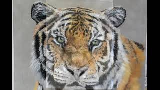 Freya Tiger in colored pencil and pan pastels