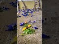 Love Bird Colony Setup Amazing My Pets ️ Love Lovebird Aviary