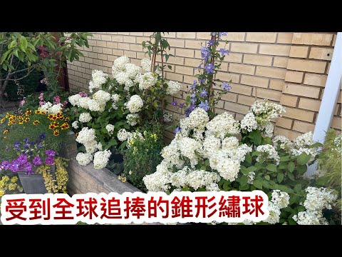 受到全球追捧的錐形繡球￼(Hydrangea Diamant Rouge ）七月花院