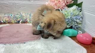 ハーフ犬の動画01