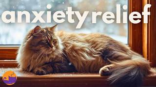 EXTENDED Music for Cats ✨ 12 hours of MAGIC CAT MUSIC 🪄🐱