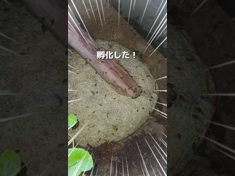 ビオトープでツチガエルのタマゴが孵化した🎊