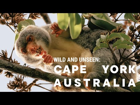 Wild & Unseen Wildlife Cape York Australia