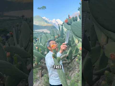 Warum sind Kakteen in China ein Schatz? #shorts #cactusfarm