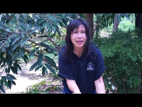 โรคสะเก็ดเงินซีดาร์ oleoresin โรคกลากใน grudnichka