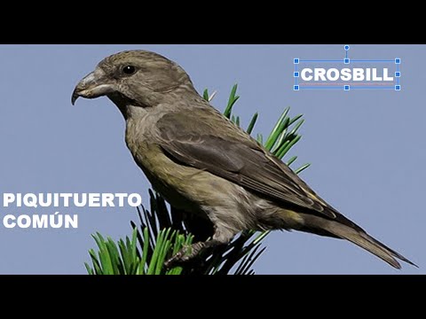 0:02 / 1:56   PIQUITUERTO COMÚN | CROSBILL |