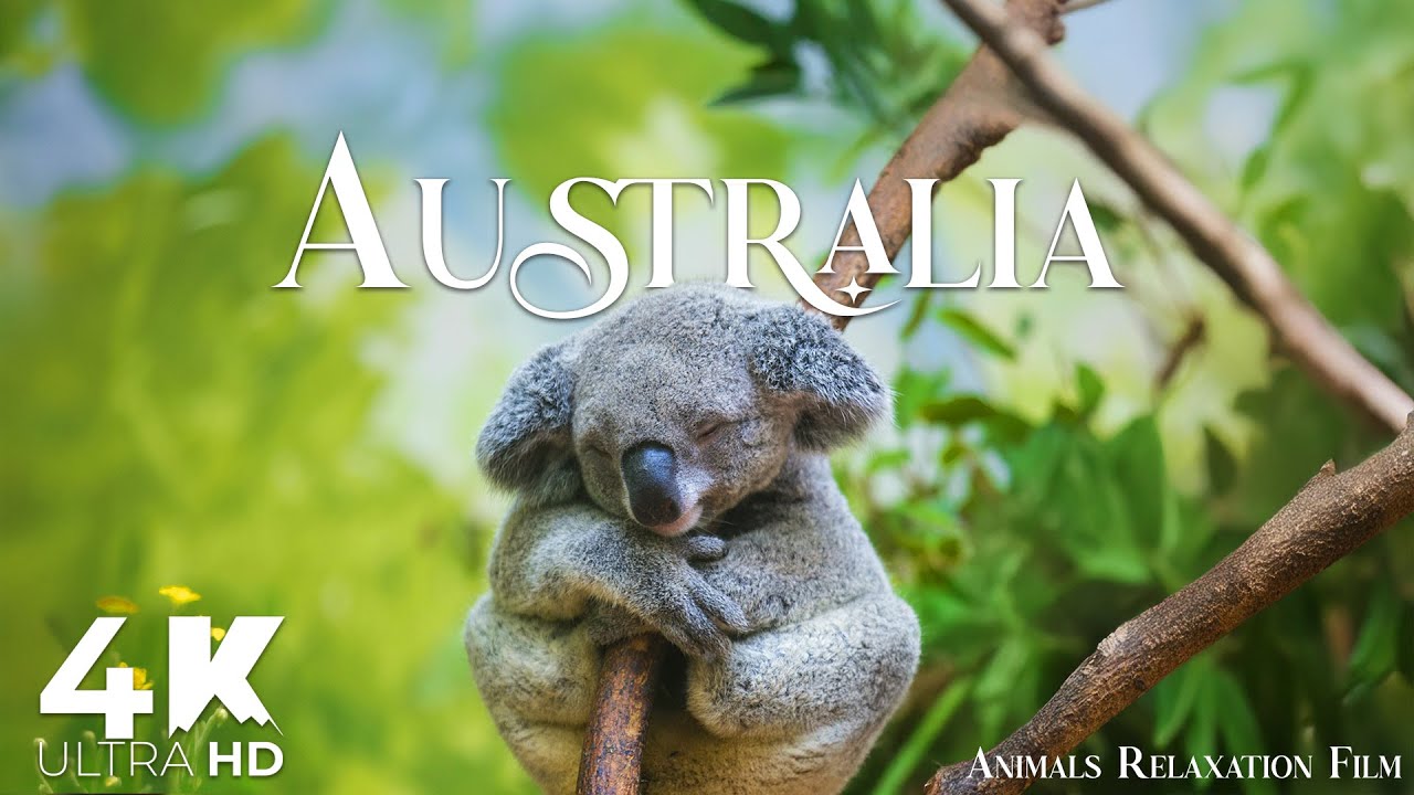 Australia Animals 4K • Relaxation Film with Peaceful Meditation Music