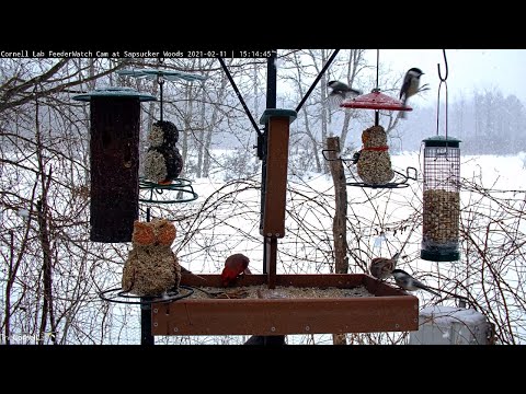 Feeder Birds Flock As Fluffy Snow Falls In Sapsucker Woods – Feb. 11, 2021