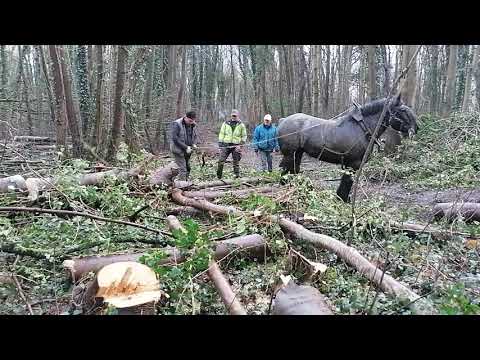 , title : 'Belgische trekpaarden slepen gevelde bomen uit Kerkepannebos'