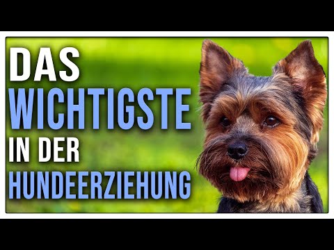 Grundlagen im Hundetraining sind wichtig - Erziehung beginnt an der Basis - TGH 8