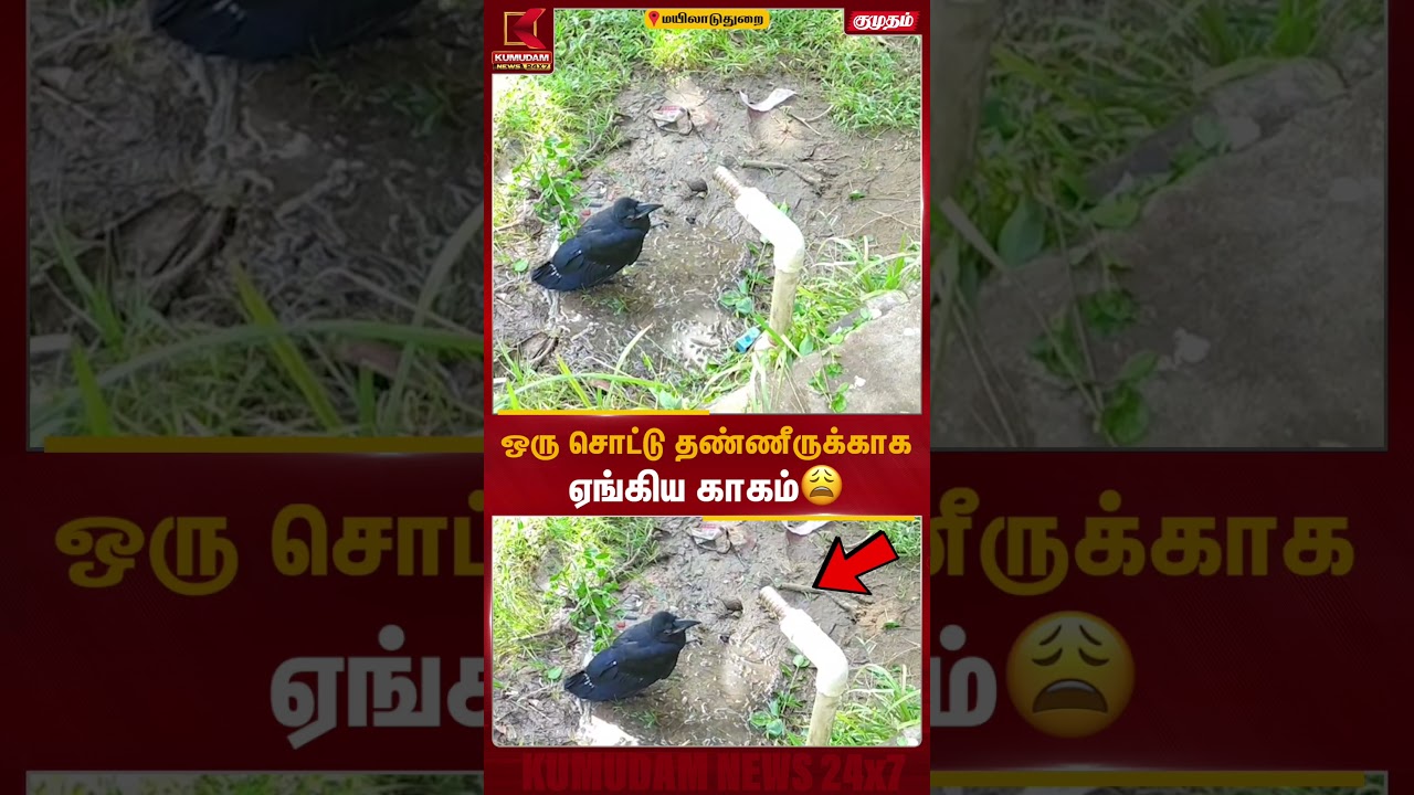 ஒரு சொட்டு தண்ணீருக்காக ஏங்கிய காகம்😩 | Crow Viral Video | Mayiladuthurai | Kumudam News