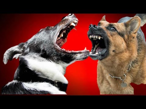 ▶️ Barking Dogs Sound Effect. Dogs Barking Noises. Barking Dogs For. 12 Hours. 📢