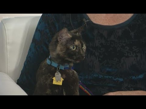 The benefits of adopting a senior pet