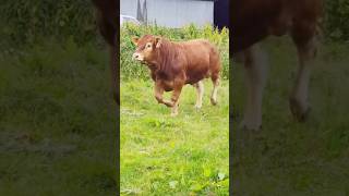 Download lagu Charolais vs Limousin #sapi #peternakan sapi #sapi #sapi limousin #charolais #daging sapi #persilangan #peternakan mp3 Download lagu Charolais vs Limousin #sapi #peternakan sapi #sapi #sapi limousin #charolais #daging sapi #persilangan #peternakan mp3