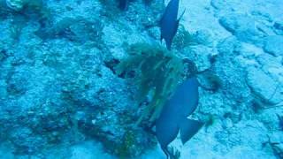 preview picture of video 'Grey Angelfish, Lighthouse Point, Grand Cayman B.W.I.'