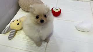 ポメラニアンの動画01
