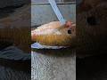 How To Fillet Bream