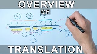 Overview of Translation | Protein Synthesis